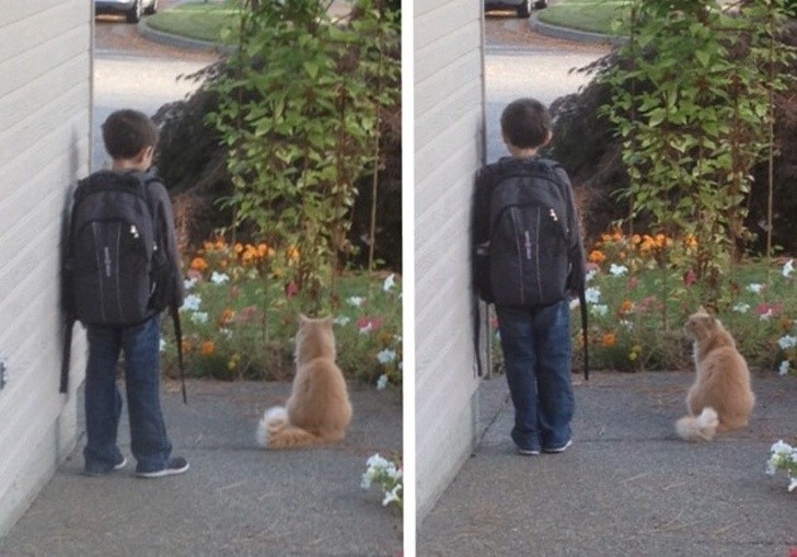 11. Every morning, this cat sits and waits together with this young boy for the school bus to arrive.