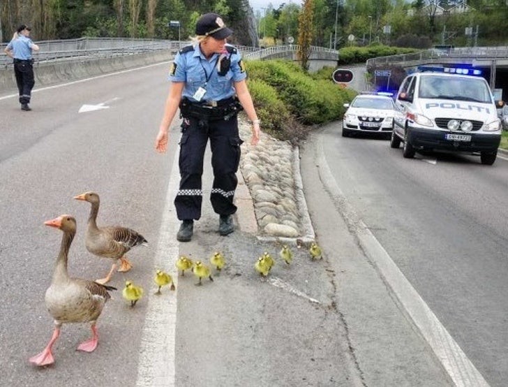 2. Cette famille de canards et de canetons est escortée par une policière extrêmement diligente