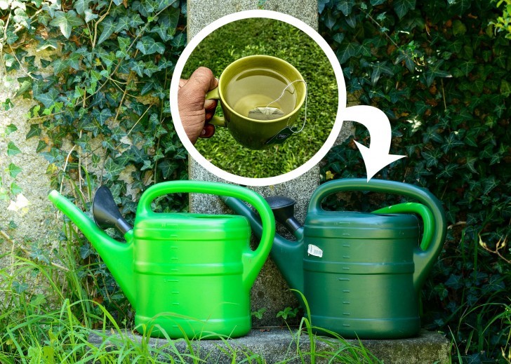Se usato a bassa concentrazione (una bustina ogni 5 litri di acqua), anche il tè verde può essere usato per annaffiare le piante