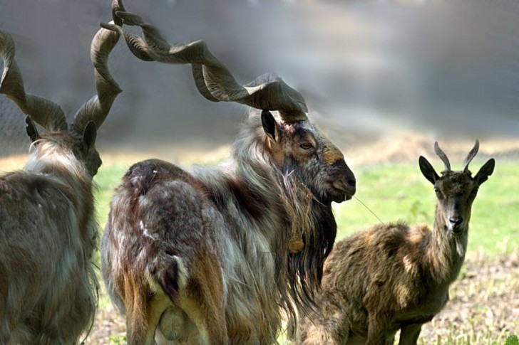 Un chasseur américain a payé 100 000 $ pour abattre une chèvre sauvage en voie de disparition - 1