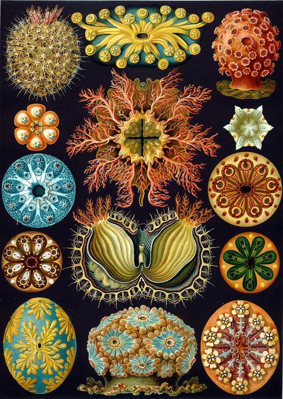 Wikipedia / Ernst Haeckel 