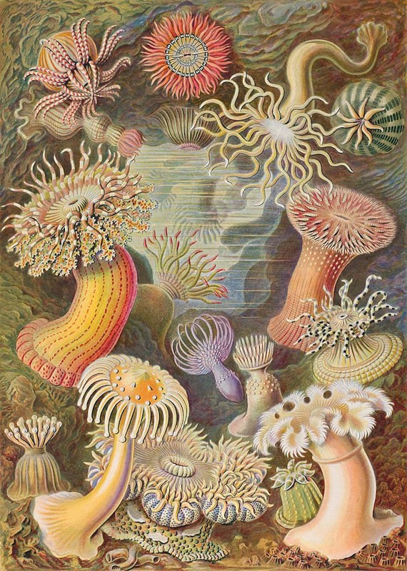 Wikipedia / Ernst Haeckel