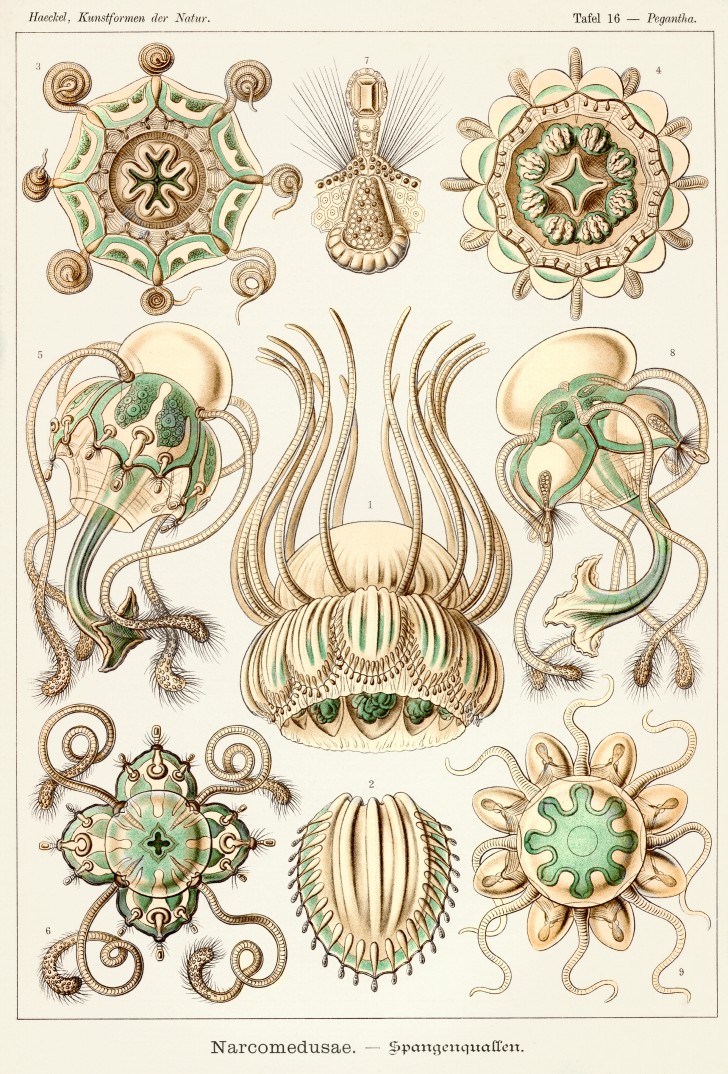 Wikipedia / Ernst Haeckel