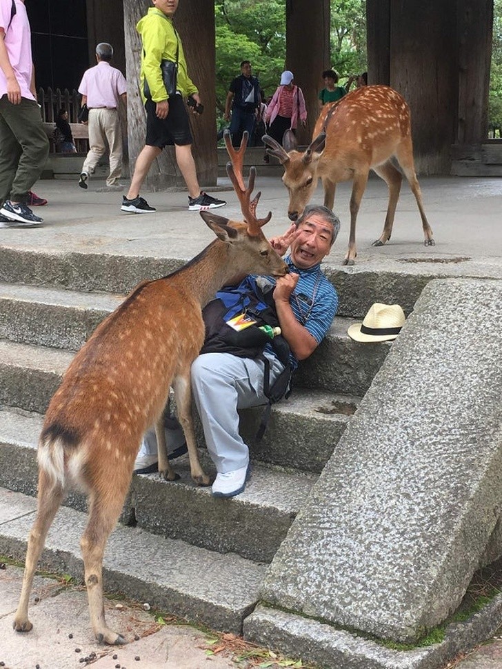 14. Nella città di Nara non è raro fare incontri come questo!