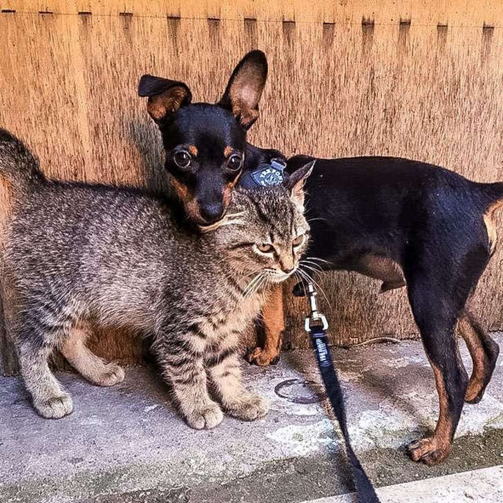 tnt_dog_and_cat/Instagram