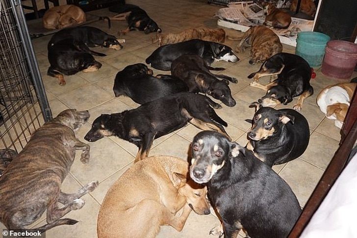 Diese Frau beherbergte 97 Hunde in ihrem Haus, um sie vor der Wut des
