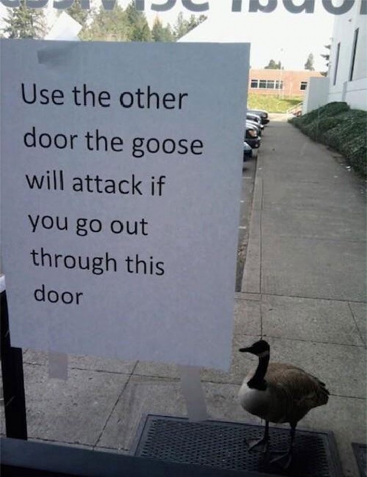 11. " Utilisez l'autre porte ; si vous passez par ici, l'oie va vous attaquer"