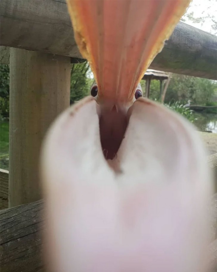 5. Dieser Pelikan mochte mein Handy wirklich!