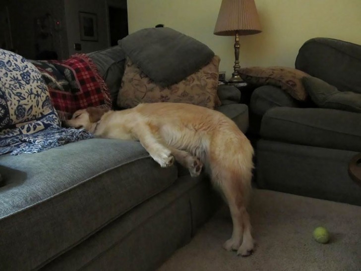 7. We told him not to sleep ON the couch!