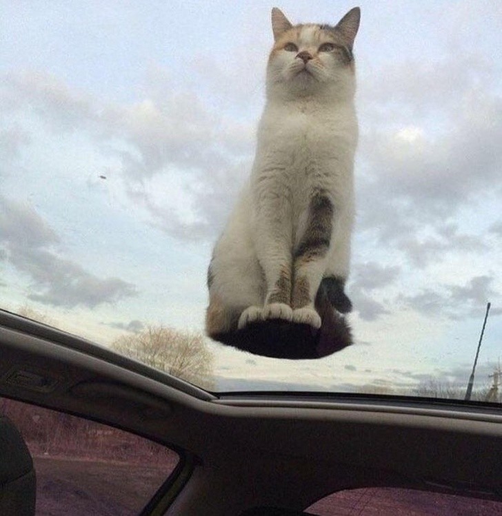 Nicht nur 9 Leben, jetzt können Katzen auch in der Luft schweben!