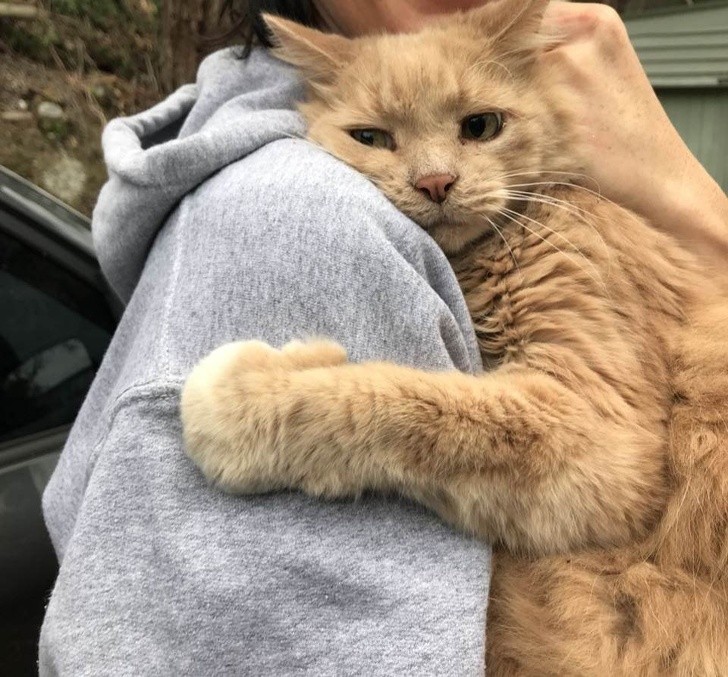 Diese Katze umarmte ihre Herrin wieder, nachdem sie sich 5 Stunden lang verlaufen hatte