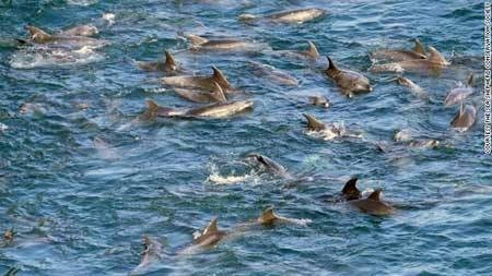 Stop the Dolphin Slaughter/Facebook