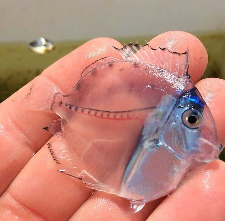 1. Ce poisson est totalement transparent... on ne voit que son squelette !