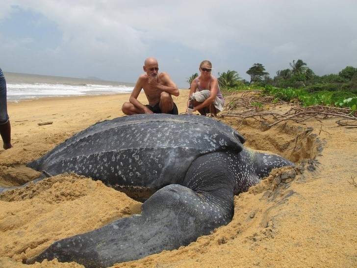 11. Die Lautenschildkröte, die größte der Welt: Sie kann bis zu 2,5 Meter lang und bis zu 700 kg schwer werden!