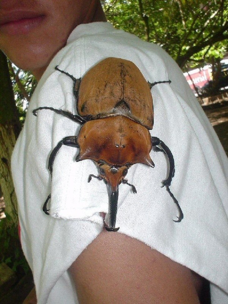 14. Un scarabée rhinocéros particulièrement gros !
