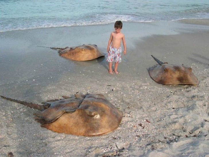 15. Eine Gruppe von Hufeisenkrebsen am Strand: Diese Kreaturen haben alten Ursprung, sie sind echte lebendige prähistorische Beweise!
