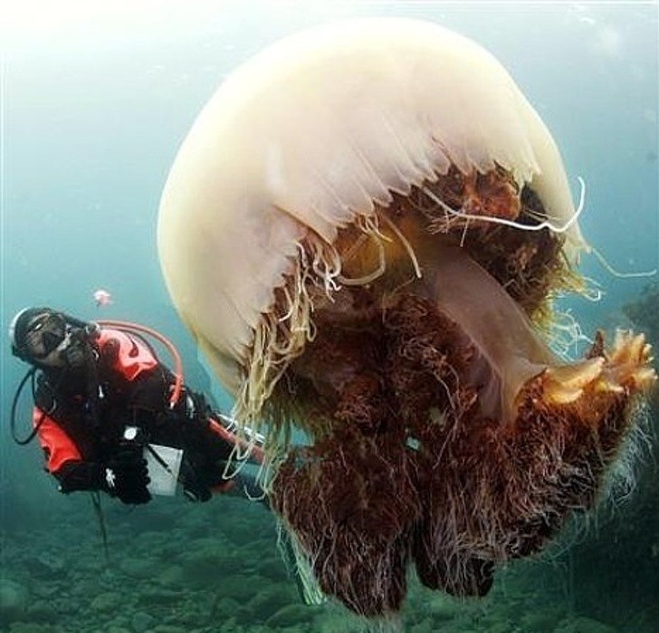 4. La méduse de Nomura, l'une des plus grandes méduses au monde : son diamètre peut dépasser 2 mètres !