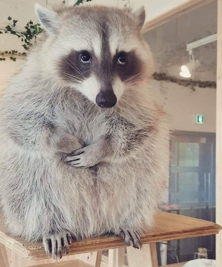 This raccoon seems very sorry for what he apparently has just done...