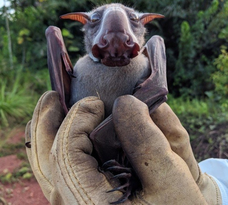 In nature, this is a bat, in reality, he's a very funny guy!