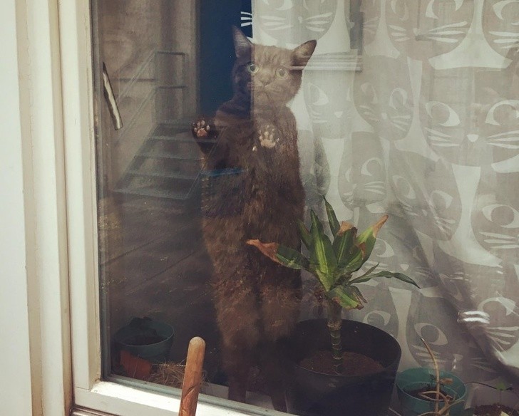 "Bitte, lass mich rein!"