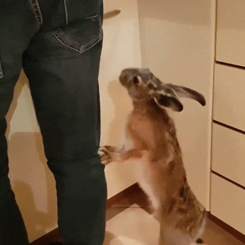 Den här lilla kaninen vill ha mat!