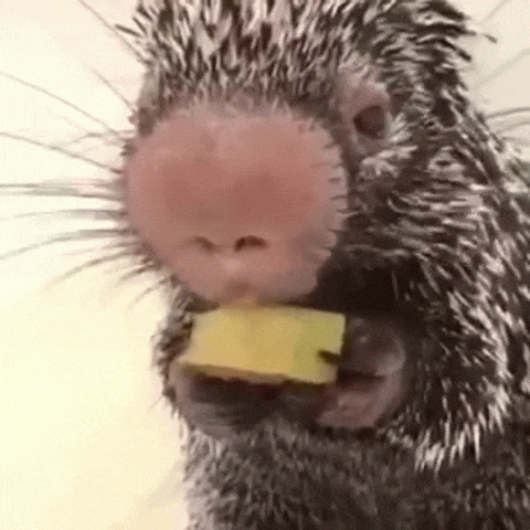 What is this porcupine's favorite snack food? ... A banana!