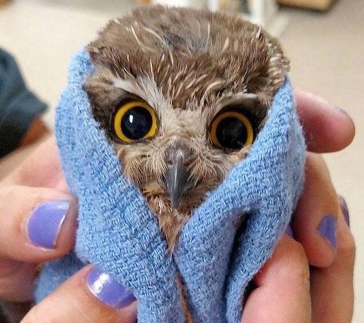Eine Baby-Eule kuschelt sich nach einem schönen Bad ins Handtuch