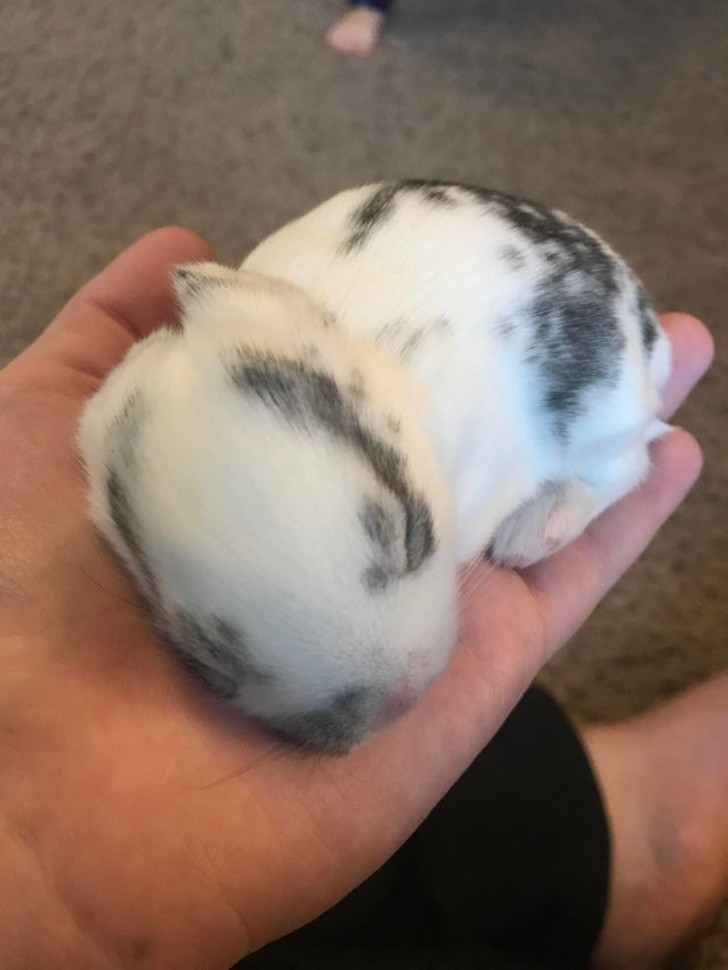 ¡No parece por su apariencia, pero es un pequeñísimo cachorro de conejo en la palma de una mano!
