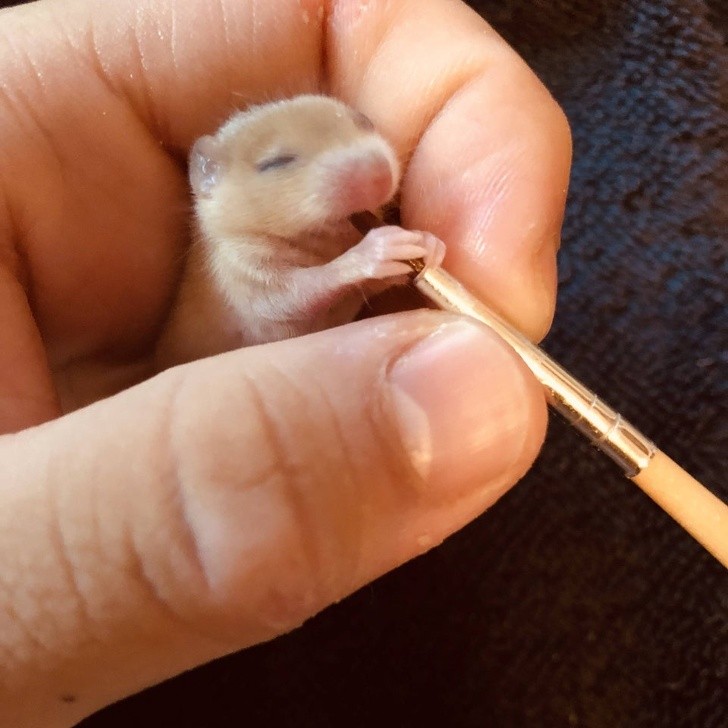 Esta é Petra, uma ratinha de 11 dias que bebe o leite de um pincel...
