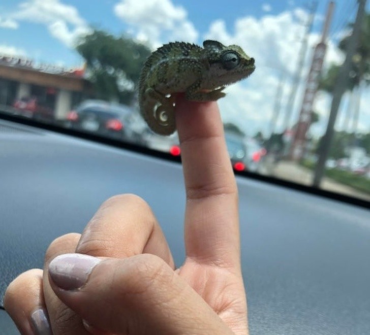 Un minuscolo camaleonte sul dito di una mano