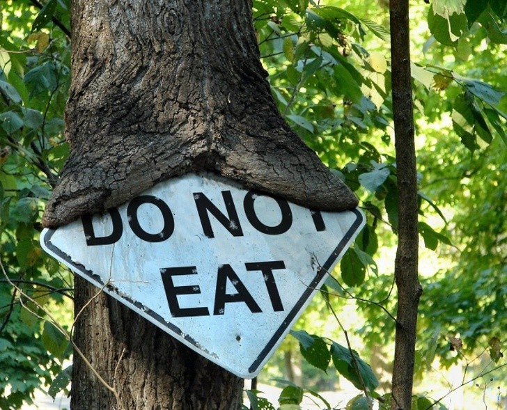 11. "Ne pas manger"... mais l'arbre ne sait pas lire !