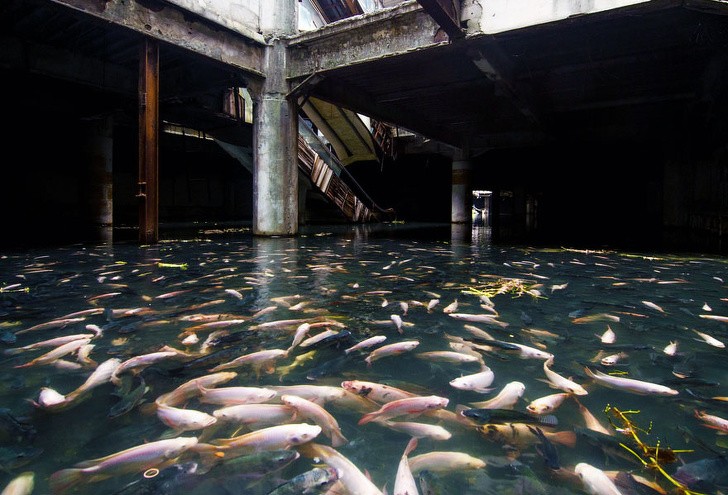 7. Autrefois c'était un bâtiment peuplé d'humains, aujourd'hui les inondations en ont fait un paradis pour les poissons...