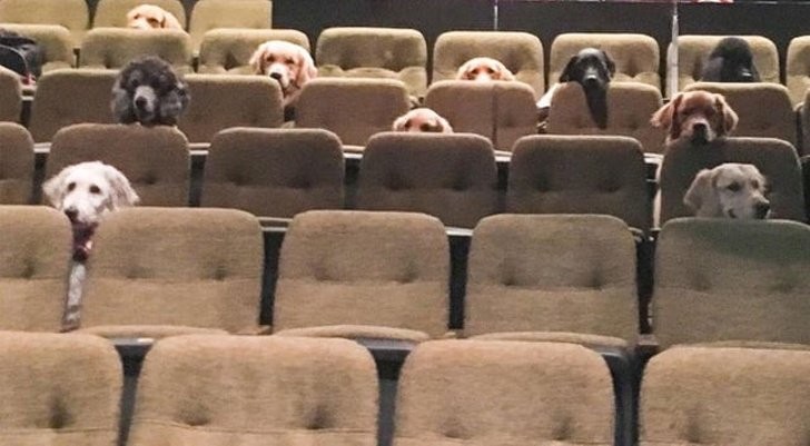 A group of dogs being trained to become therapy dogs for people with disabilities are patiently aligned in this movie theater. They behave much better than many humans!