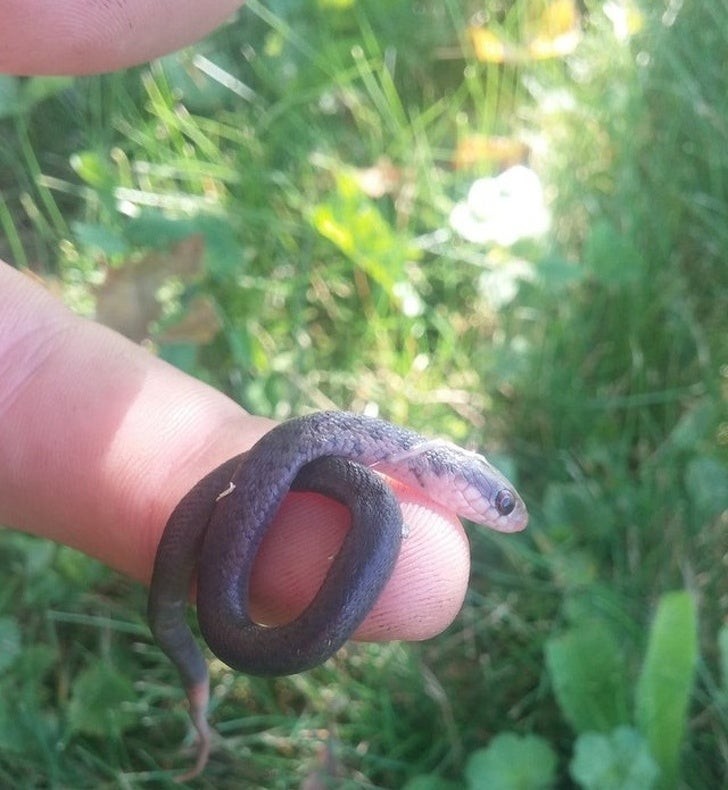 18. Un serpent minuscule !
