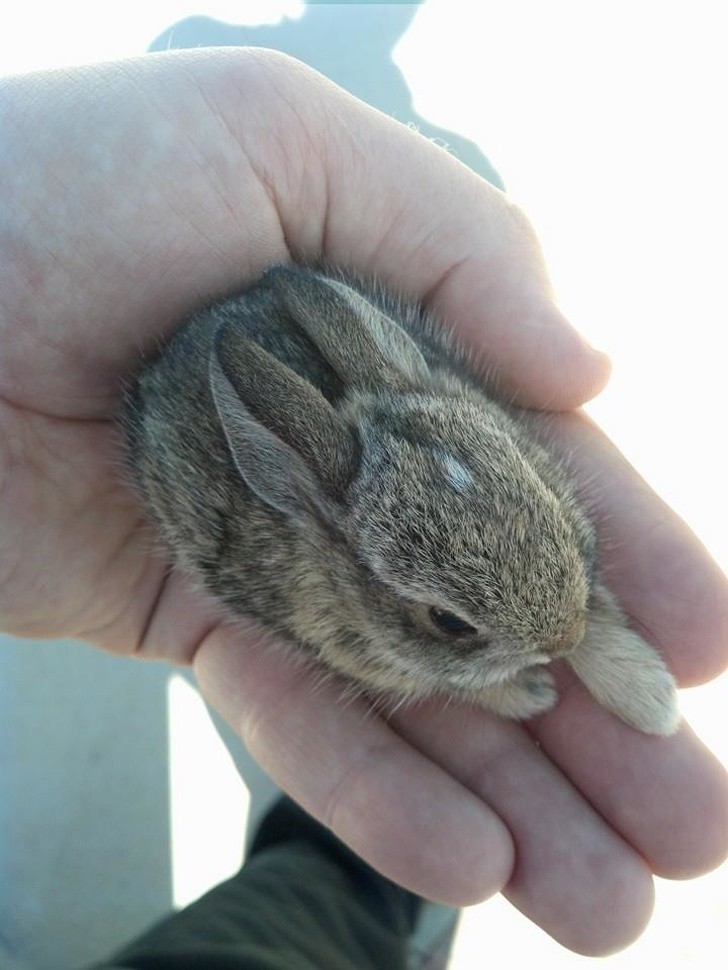 19. Ce petit lapin n'a pas grandi... il tient dans la paume de ta main !