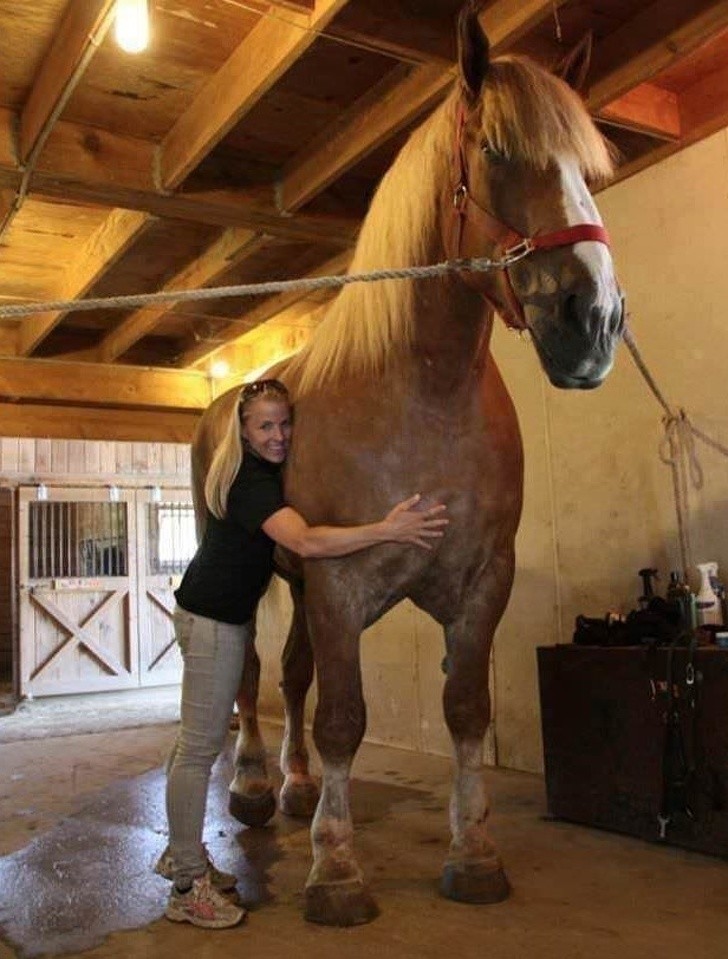 7. Voici Big Jake, le plus grand cheval du monde : il mesure 2,10 mètres !