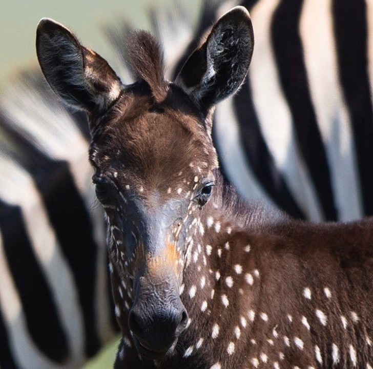 In Kenia wurde ein spektakuläres gepunktetes Zebra fotografiert - 1
