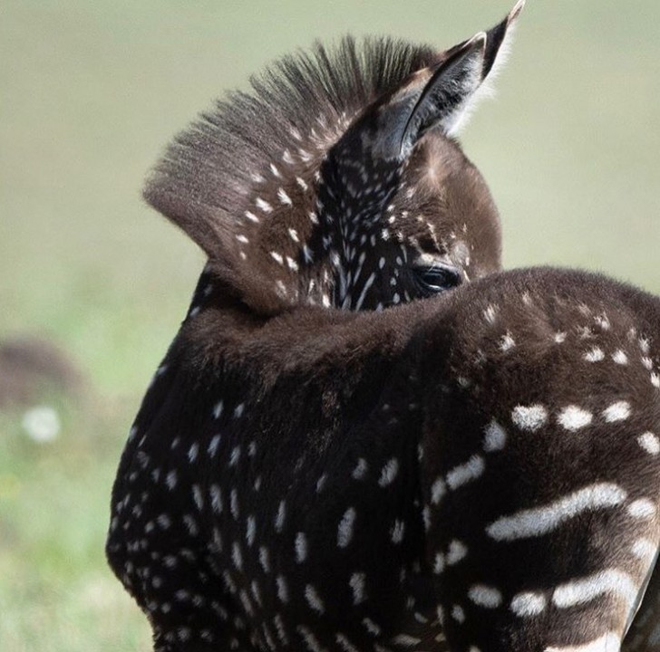 Photographié au Kenya un spectaculaire zèbre à pois - 2