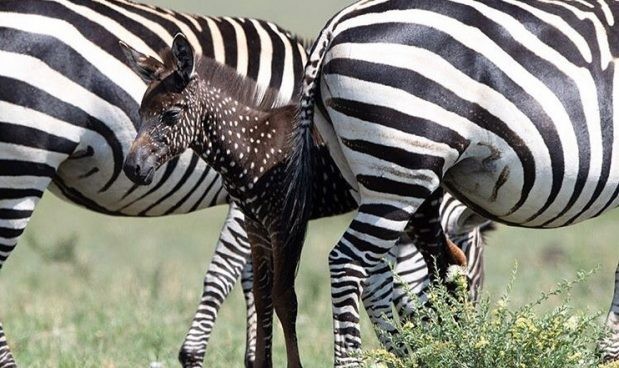 In Kenia wurde ein spektakuläres gepunktetes Zebra fotografiert - 3