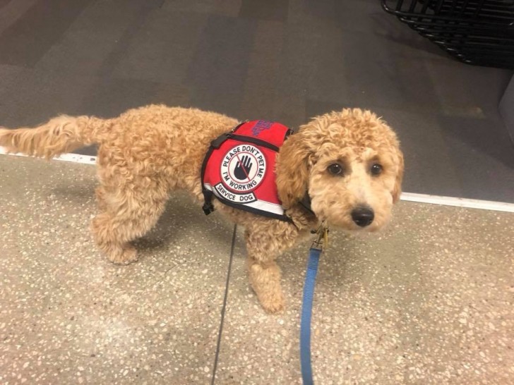 Facebook / Adventures with Moxie: Service Dog