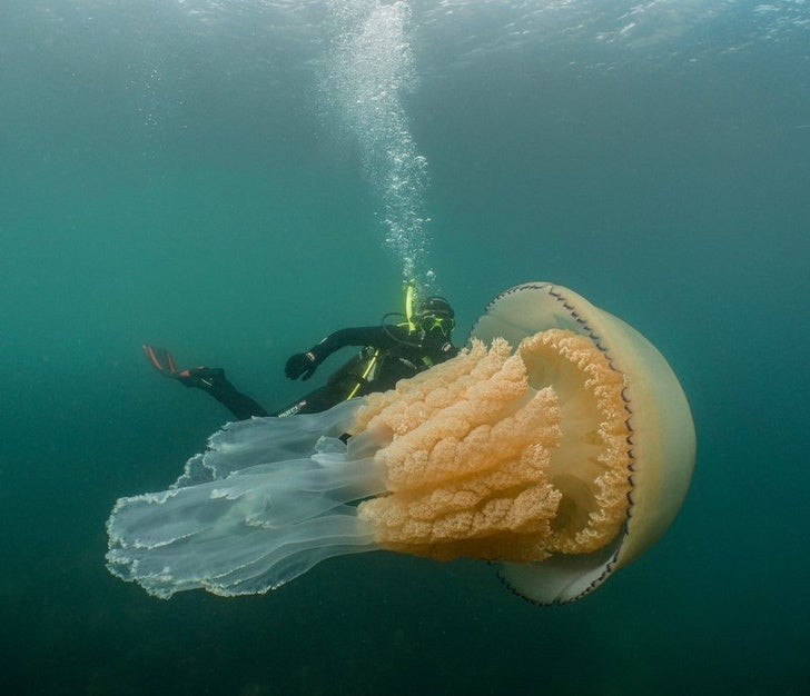 3. Une méduse géante !