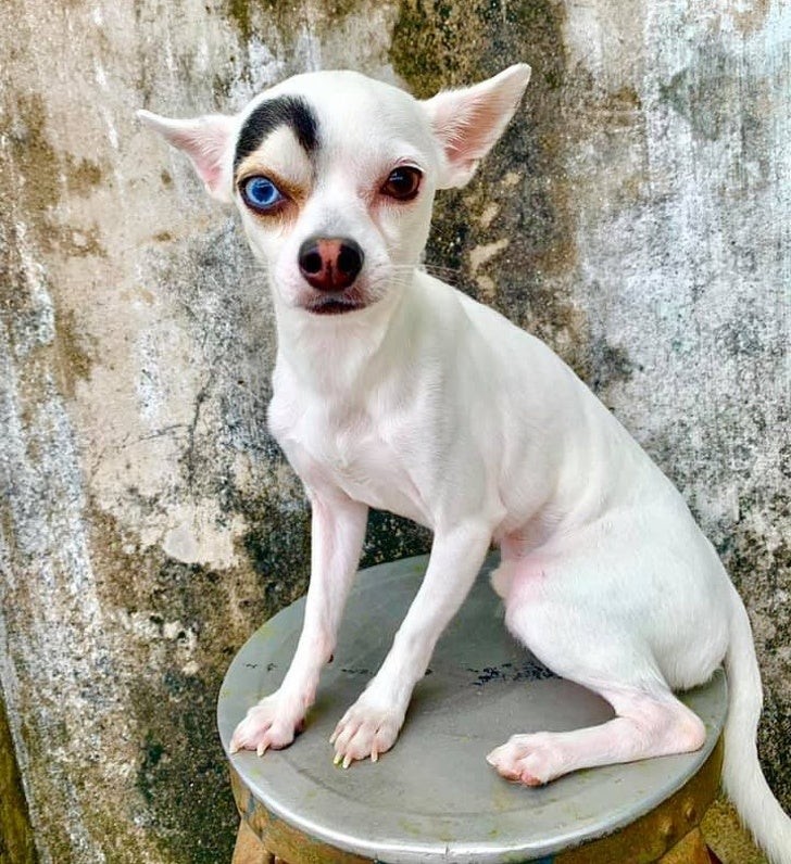 4. Dieser kleine thailändische Hund hat ein ungewöhnliches Aussehen!