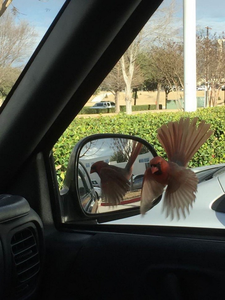 Questo uccellino aveva proprio voglia di specchiarsi a quanto pare!