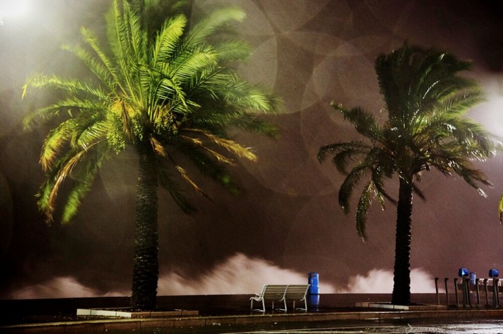 Les palmiers sur le front de mer de Nice face à la tempête