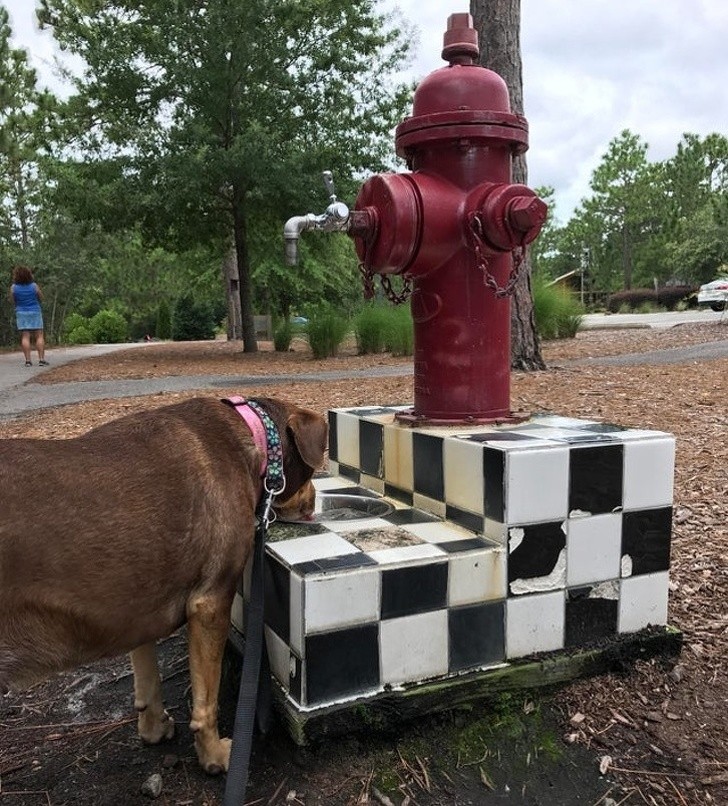 5. Auch Hunde brauchen öffentliche Brunnen!