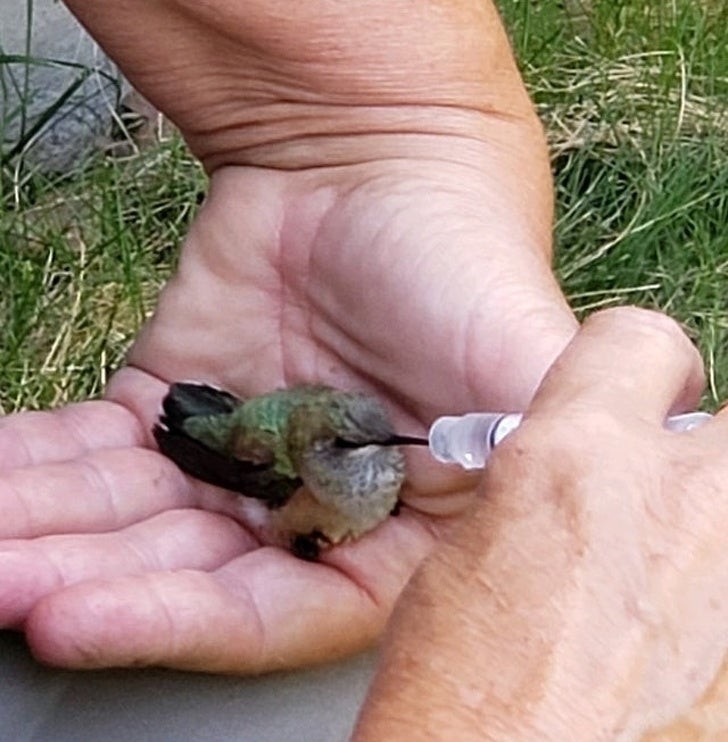 3. Dare da bere a un minuscolo colibrì è un grande aiuto per un animaletto così fragile