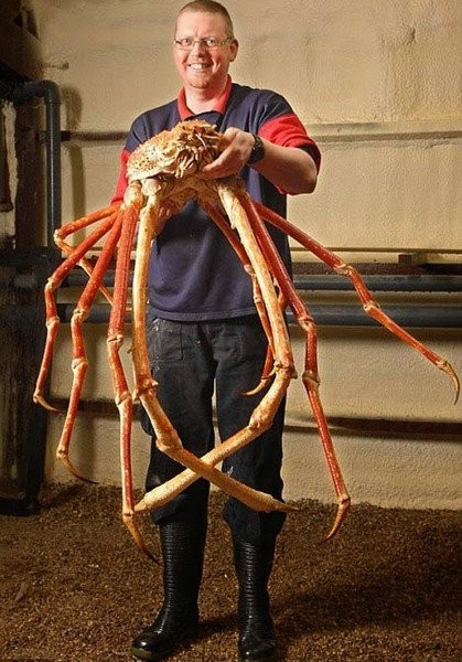 12. Avez-vous déjà vu un crabe-araignée géant du Japon ?