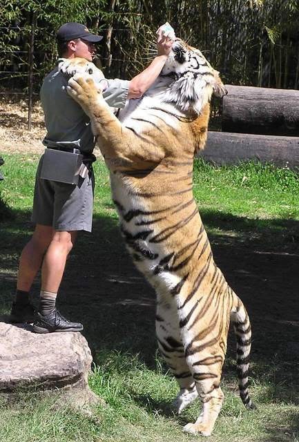 3. Maak nooit ruzie met een tijger!