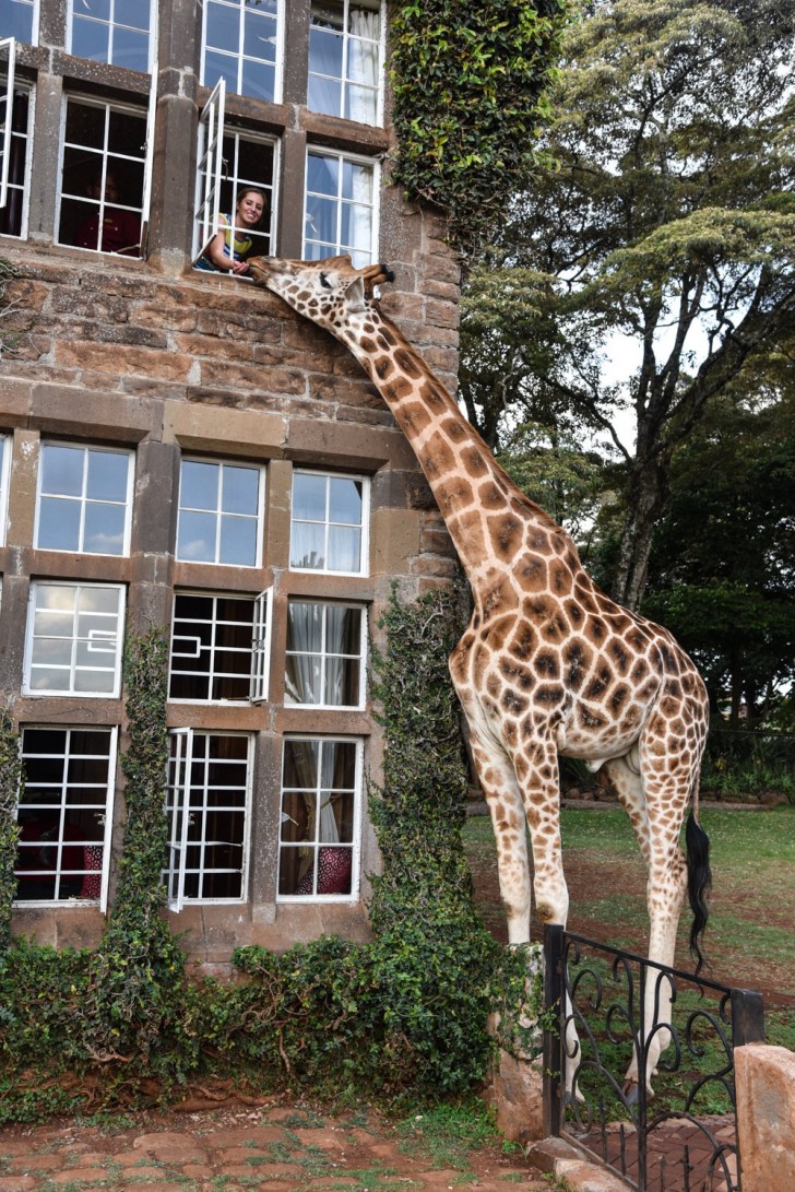 5. Giraffen kunnen meer dan 6 meter hoog worden!