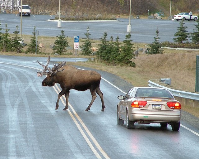 7. Een eland midden op de weg kan echt een indrukwekkende ontmoeting zijn!
